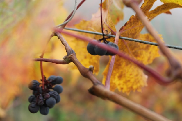 Foto close-up di bacche che crescono sull'albero