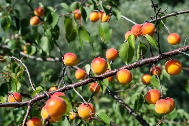 Foto close-up di bacche che crescono sull'albero