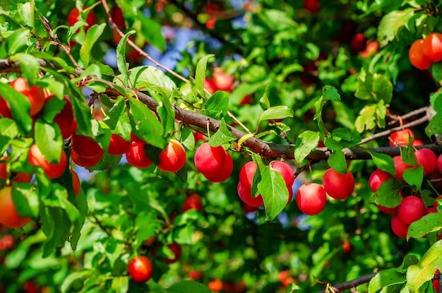 Close-up of berries growing on tree