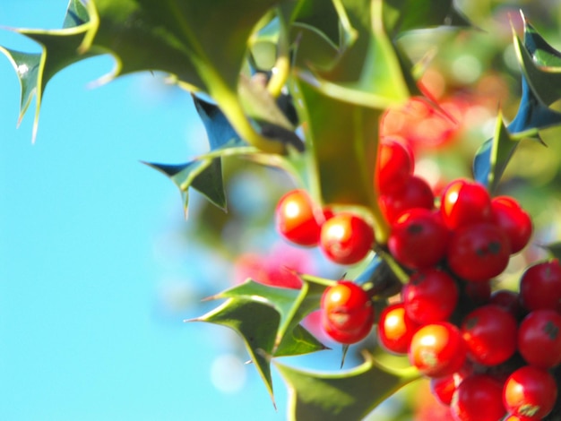 Close-up of berries growing on tree