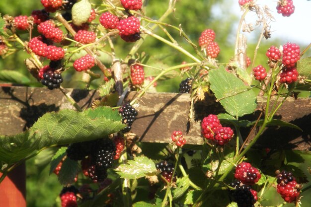 Close-up of berries growing on tree