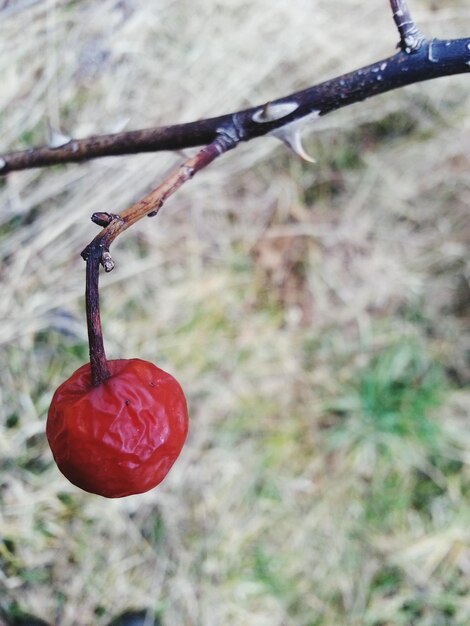 Close-up of berries hanging on tree