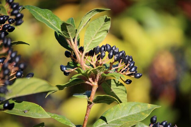 Photo close-up berries of leaves on plant