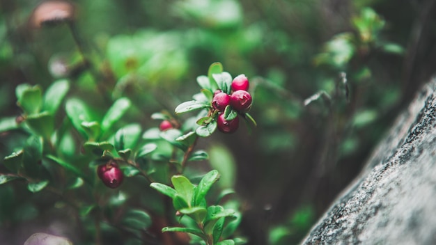 植物上のベリーのクローズアップ