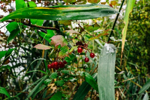 Close-up of berries on plant