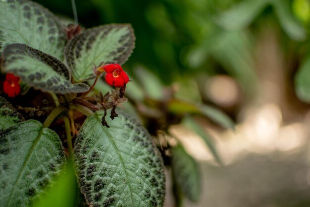 Photo close-up of berries on plant