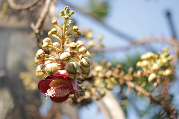 Close-up of berries on plant