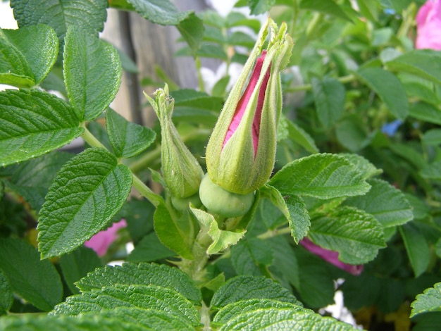 Close-up of berries on plant