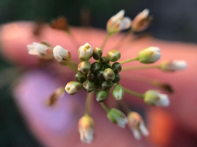 Photo close-up of berries on plant