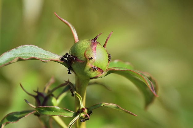 Photo close-up of berries on plant