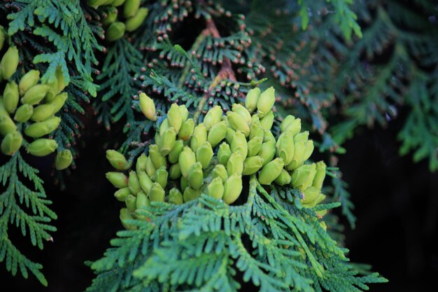 Close-up of berries on plant