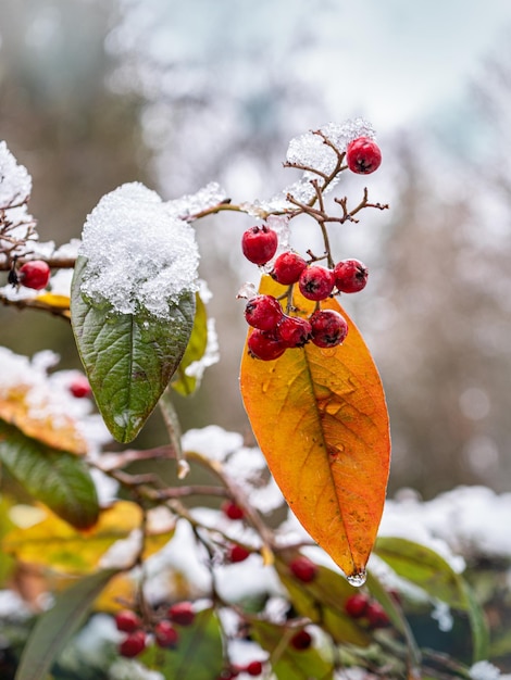 Foto prossimo piano delle bacche sull'albero durante l'inverno