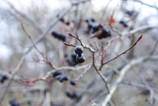 Foto prossimo piano delle bacche sull'albero