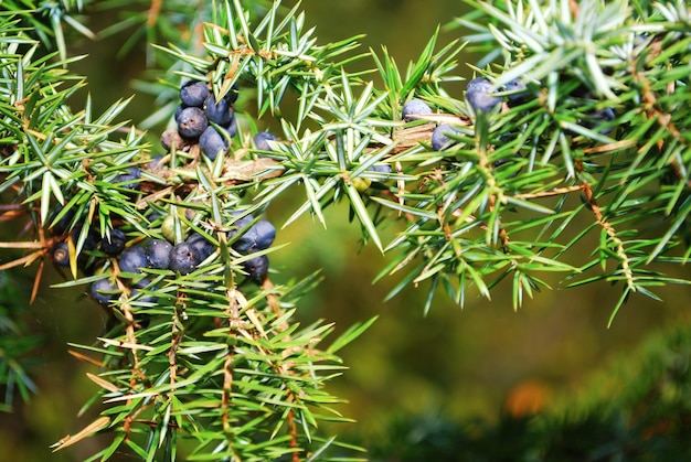 Photo close-up of berries on tree