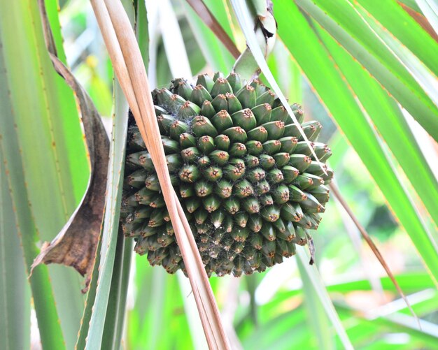 Close-up of berries on tree