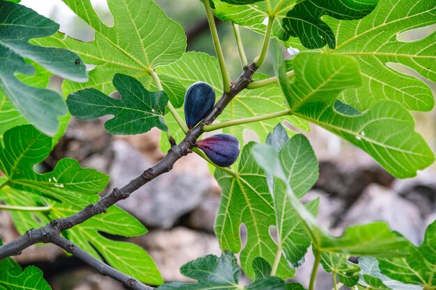 Close-up of berries on tree