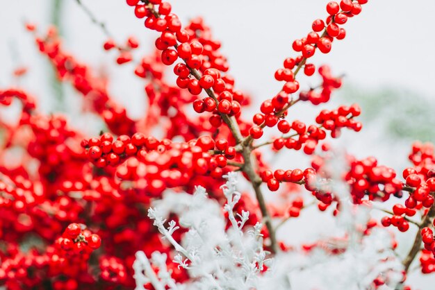 Close-up of berries on tree