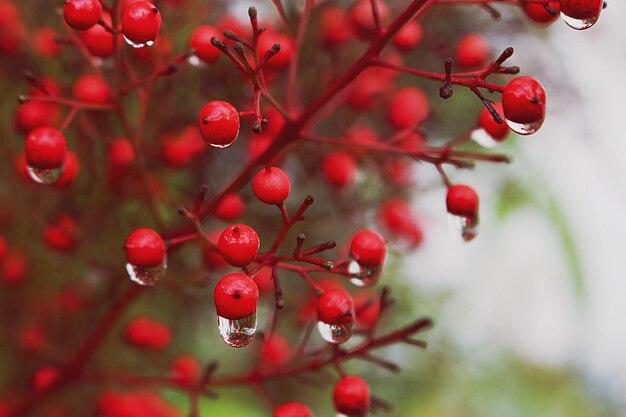 Foto prossimo piano delle bacche sull'albero