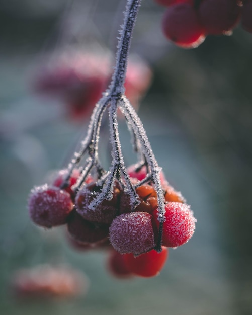 Photo close-up of berries on twig