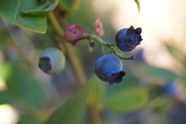 Foto prossimo piano di una pianta di bacche