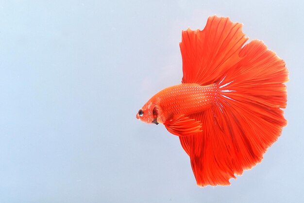 Photo close-up of betta fish in aquarium