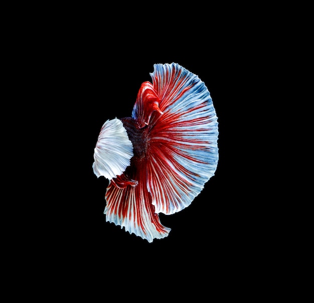 Close up on Betta fish isolated