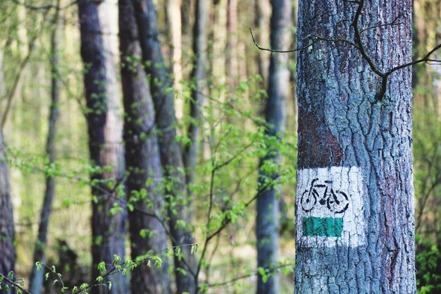 Foto close-up di un cartello per biciclette sul tronco di un albero nella foresta