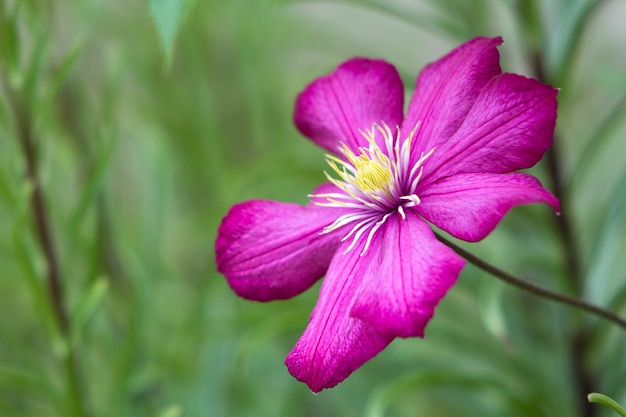 Close-up of big beautiful bright purple fully blooming flower lit by sun on blurred green summer. Beauty and tenderness of nature concept.