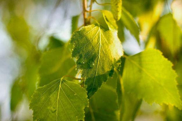 Close-up of big green fresh grape leaves with dew drops growing outdoors on blurred sunny bright blue wall.