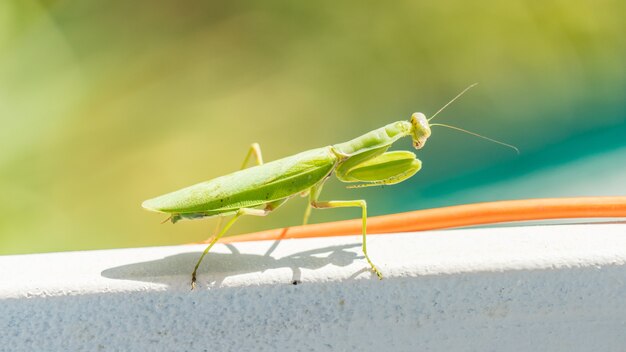 큰 녹색 사마귀 ( Mantis religiosa ) 소치, 러시아의 클로즈업