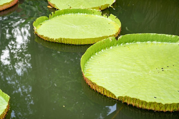 Foto primo piano sulla grande foglia di lily lotus nella palude poud al campo all'aperto