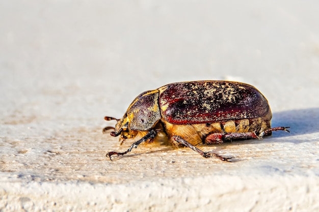 Photo close-up of the big may bug