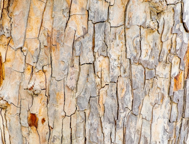 Close up big tree bark texture background, Natural background