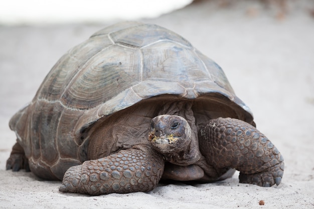 Close up of big turtle on the beach