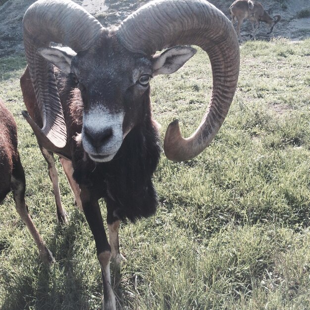 草原 の 上 の 大角 の 羊 の クローズアップ