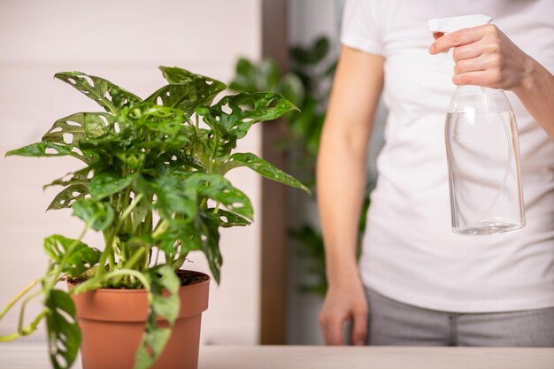 Close-up bijgesneden opname van onherkenbare jonge bloemist die water op kamerplanten spuit