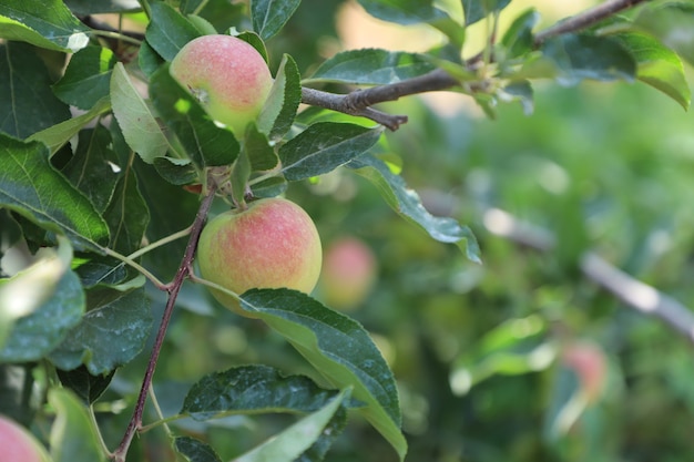 close-up biologisch Groen appelfruit in de tuin