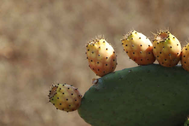 Foto close-up biologisch groen cactusfruit in de tuin