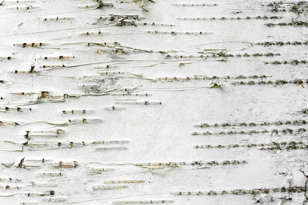 Photo close-up of birch tree
