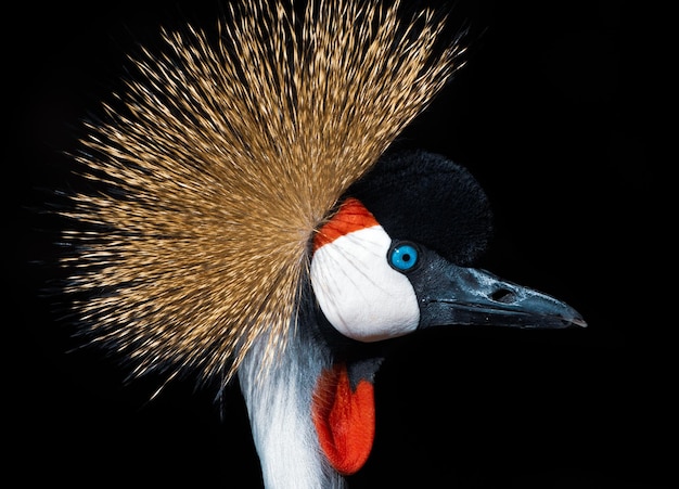 Photo close-up of a bird against black background