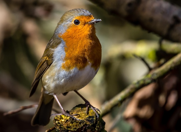ぼんやりした背景の鳥のクローズアップ