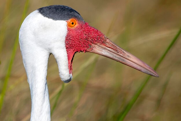 Close-up of a bird against blurred background