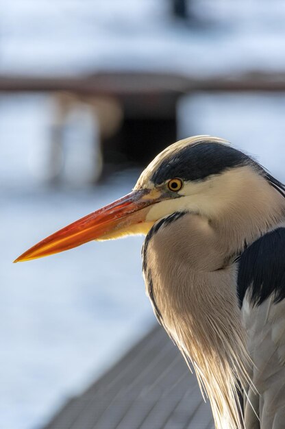 Close-up of a bird against blurred background