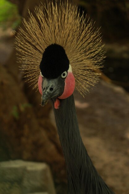 Close-up of bird against blurred background