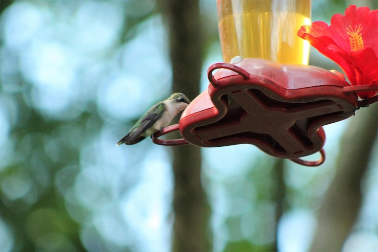 फोटो close-up of bird against blurred background