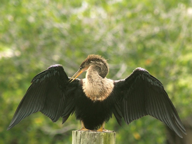 Close-up of bird against blurred background