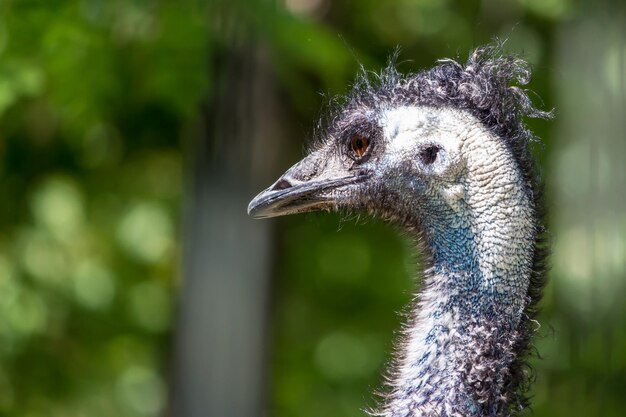 Close-up of a bird against blurred background