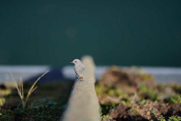 Photo close-up of a bird against calm sea