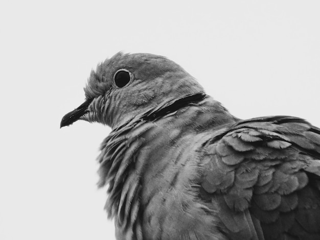 Photo close-up of a bird against clear sky