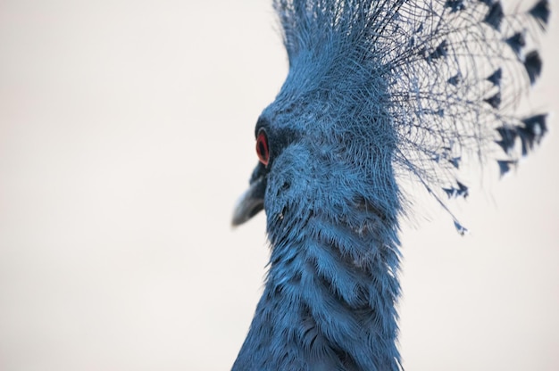 Foto close-up di un uccello contro un cielo limpido